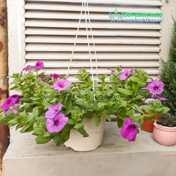 Hoa Dạ Yến Thảo Chậu Treo 2