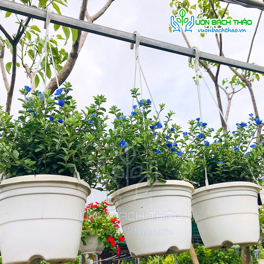 Cây Thanh Tú Chậu Treo 2