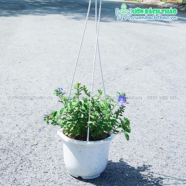 Cây Thanh Tú Chậu Treo 3