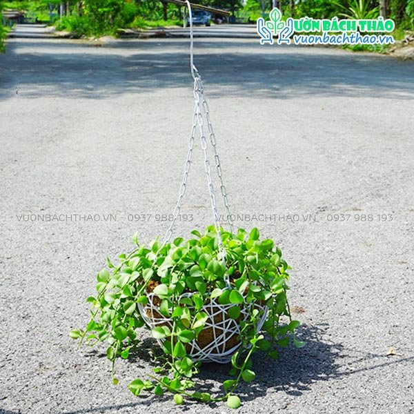 Cây Lan Đô La Chậu Treo 2
