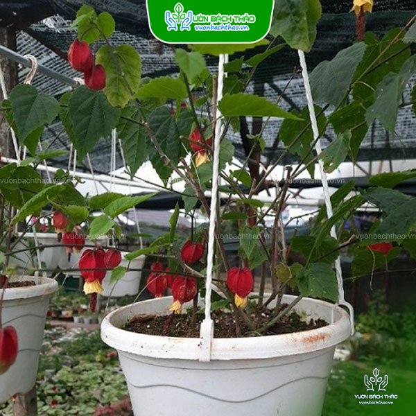 Cây Bụp Lồng Đèn Chậu Treo 2