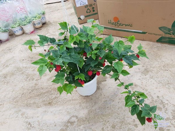 Cây Bụp Lồng Đèn Chậu Treo 3