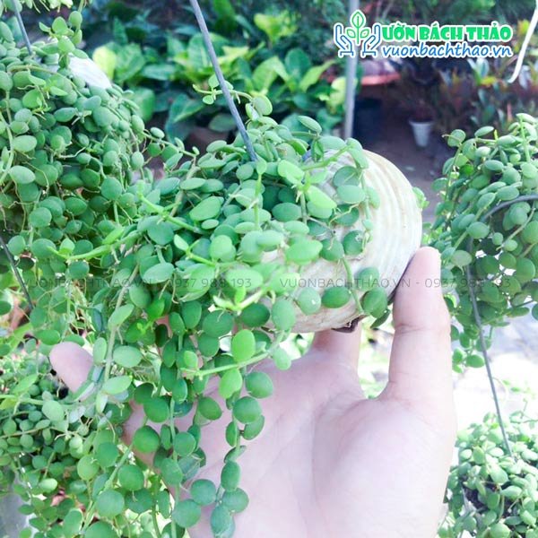 Cây Lan Nút Áo Chậu Treo (Lan Hạt Ngọc) 2