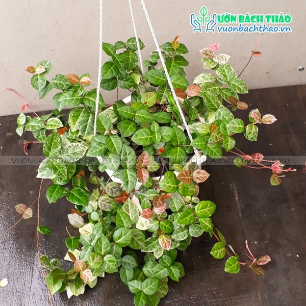 Cây Thằn Lằn Bông Chậu Treo (Thằn Lằn Cẩm Thạch)