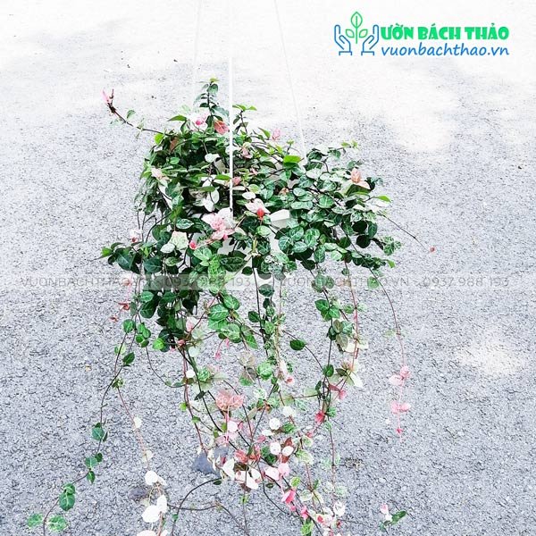 Cây Thằn Lằn Bông Chậu Treo (Thằn Lằn Cẩm Thạch) 2