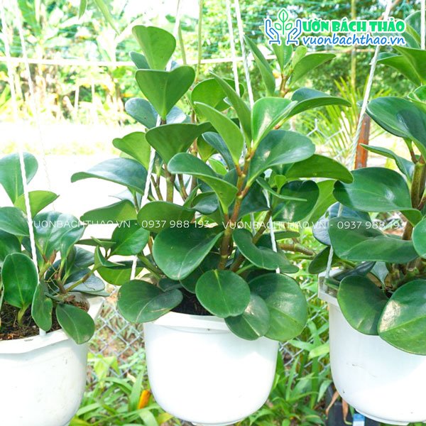Cây Trường Sinh Chậu Treo