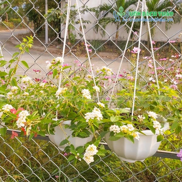 Cây Hoa Trâm Ổi Chậu Treo 3