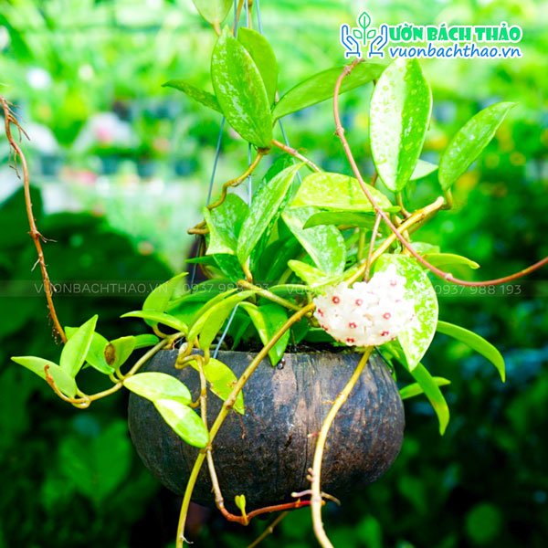 Cây Lan Cẩm Cù Chậu Treo