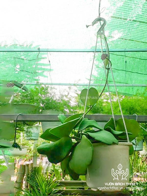 Cây Lan Cẩm Cù Chậu Treo 3