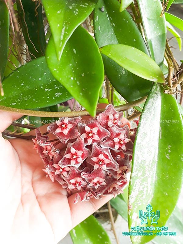 Cây Lan Cẩm Cù Chậu Treo 2