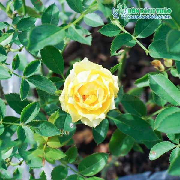 Cây Hoa Hồng Tỉ Muội 2