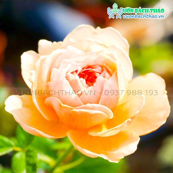 Cây Hoa Hồng Masora (Nhật)