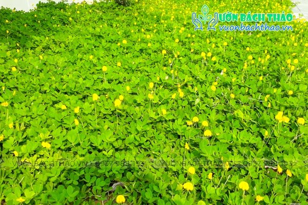 Cỏ Đậu Phộng (Cỏ Lạc) 3