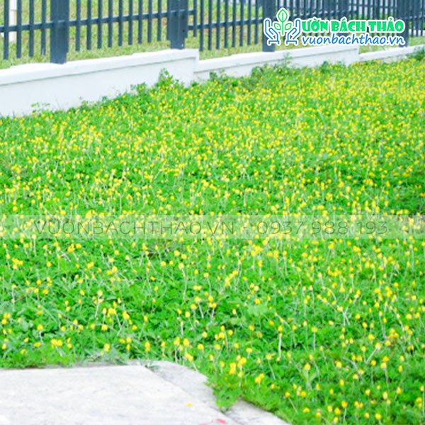 Cỏ Đậu Phộng (Cỏ Lạc) 2