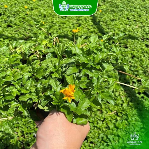 Cỏ Xuyến Chi Trồng Nền 3