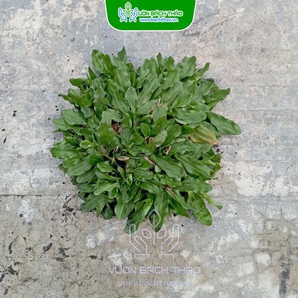 Cây Lá Gừng Thái Trồng Sân Vườn 2