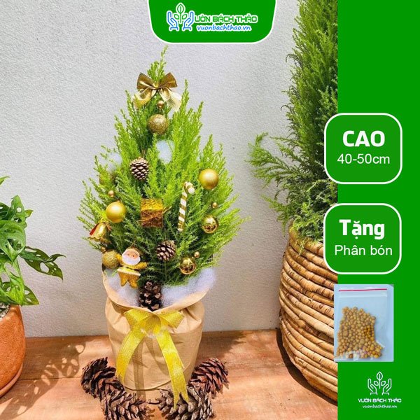 Cây Tùng Thơm Trang Trí Noel 3