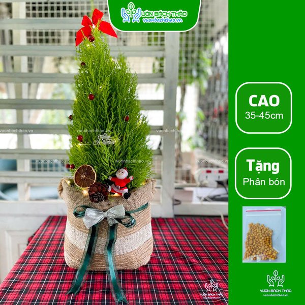 Cây Tùng Thơm Trang Trí Noel