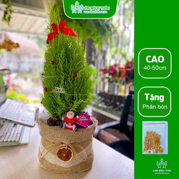 Cây Tùng Thơm Trang Trí Noel 2