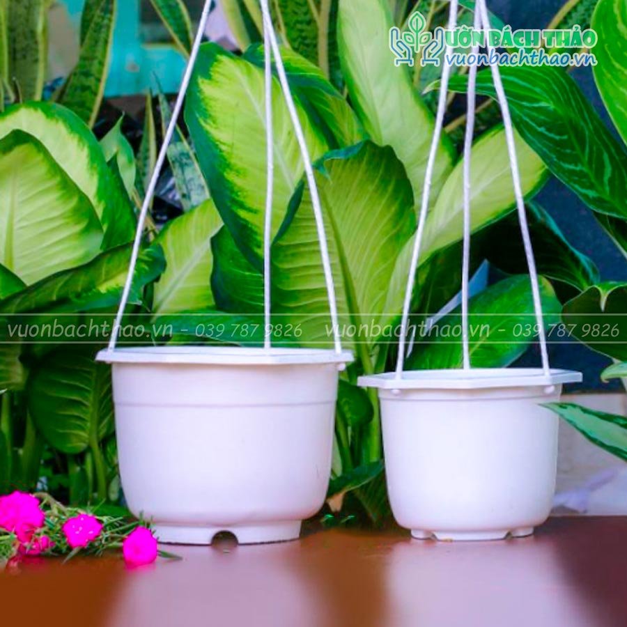 Chậu Nhựa Treo Trồng Cây