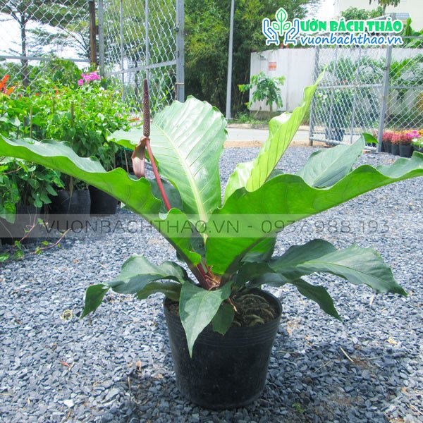 Cây Ráng Tiền (Cây Đại Hoàng Đế)