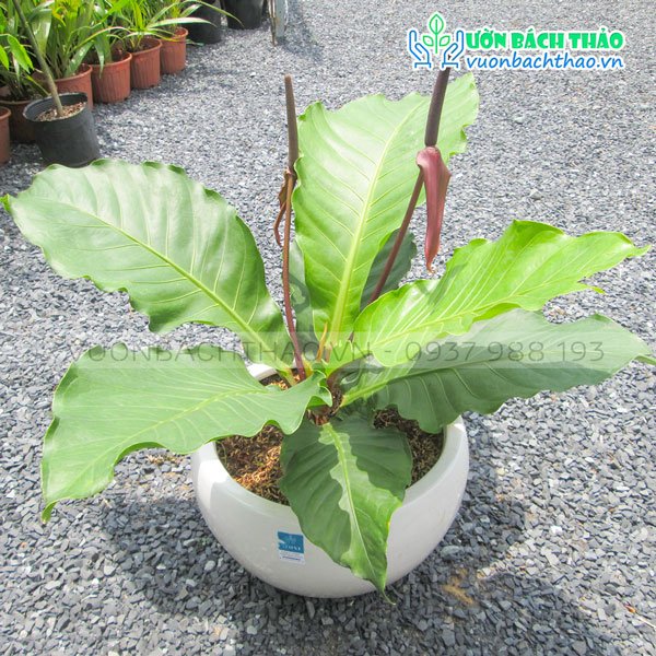Cây Ráng Tiền Để Bàn