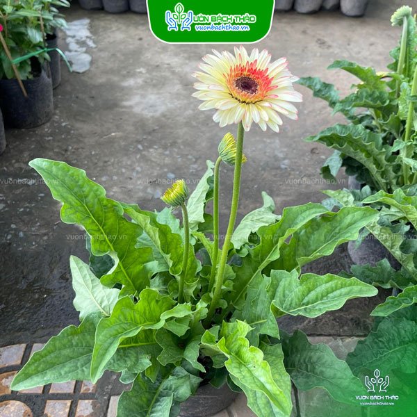 Cây Hoa Đồng Tiền 2