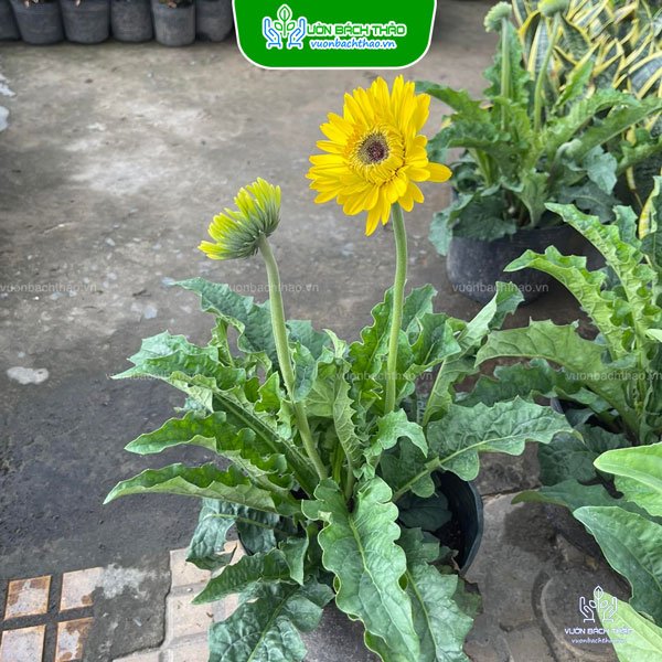 Cây Hoa Đồng Tiền