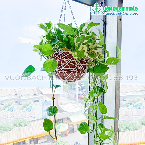 Cây Trầu Bà Cẩm Thạch Chậu Treo 2