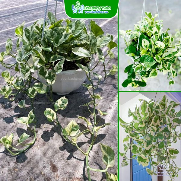 Cây Trầu Bà Cẩm Thạch Chậu Treo
