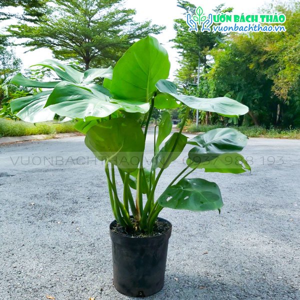 Cây Trầu Bà Nam Mỹ - Monstera Deliciosa 2
