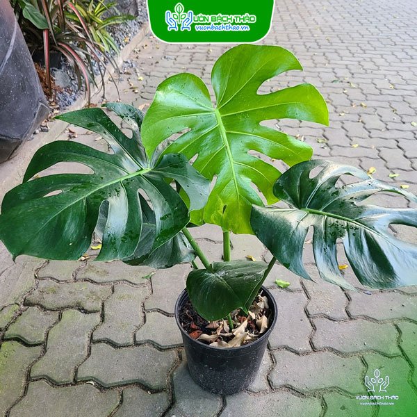 Cây Trầu Bà Nam Mỹ - Monstera Deliciosa