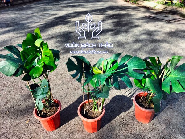 Cây Trầu Bà Nam Mỹ - Monstera Deliciosa 3