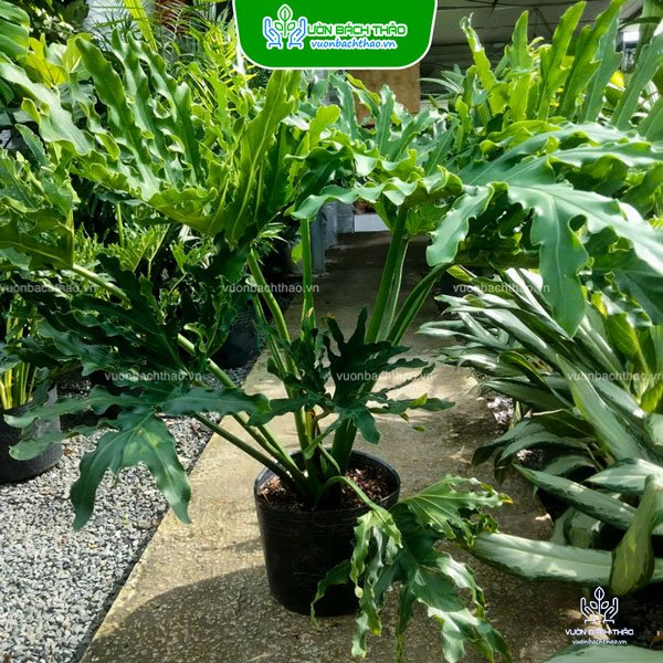 Cây Trầu Bà Thanh Xuân