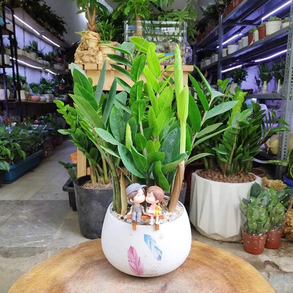 Cây Kim Tiền Để Bàn 3