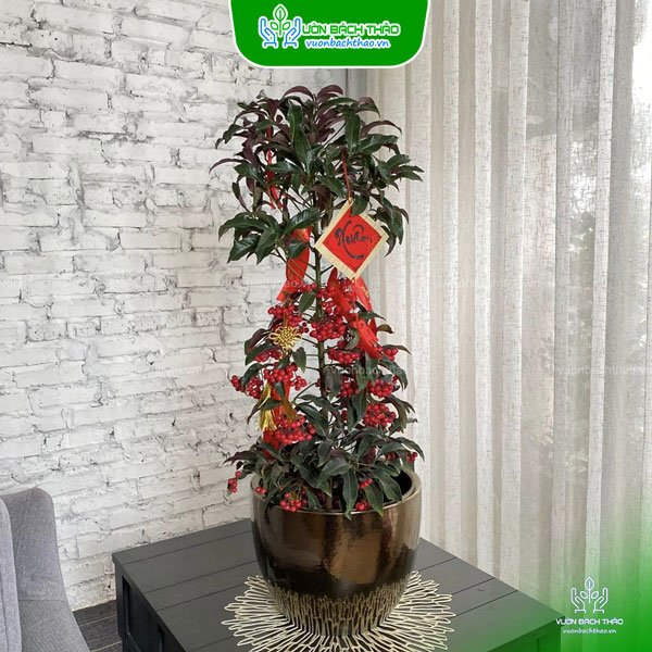 Cây Kim Ngân Lượng Chậu Đứng 2