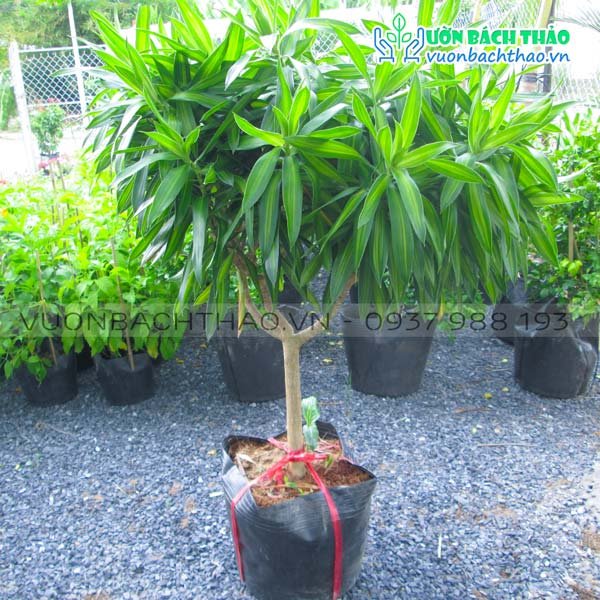 Cây Trúc Bách Hợp 3