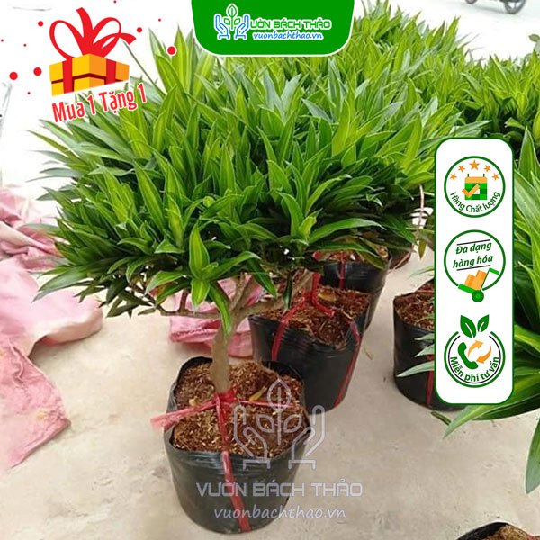 Cây Trúc Bách Hợp 2