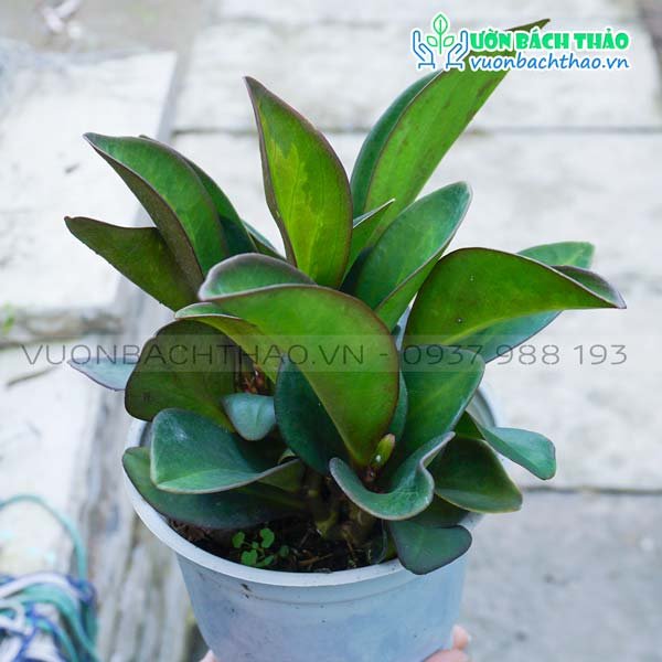 Cây Trường Sinh Tím