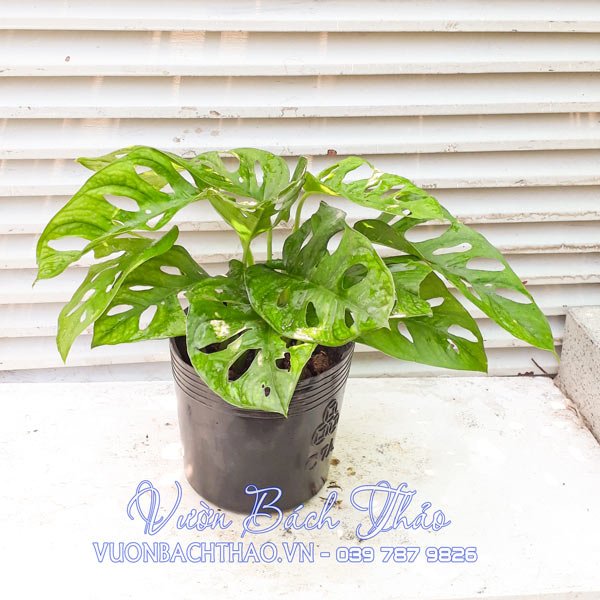 Cây Trầu Bà Cửa Sổ - Monstera Adansonii Var Adansonii 2