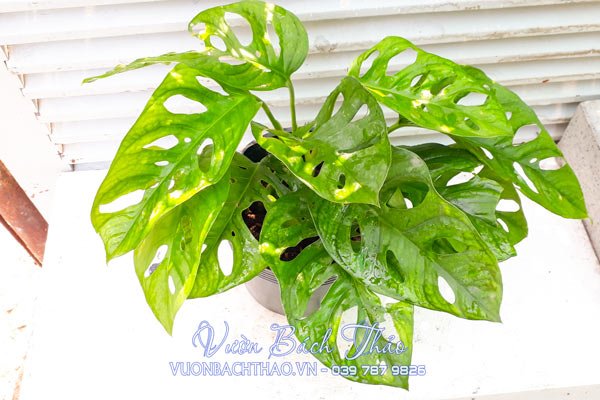 Cây Trầu Bà Cửa Sổ - Monstera Adansonii Var Adansonii 3