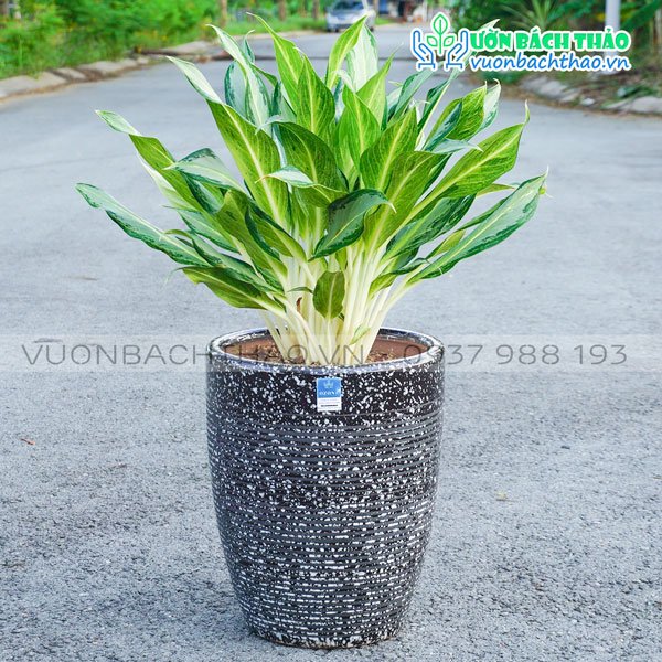 Cây Bạch Mã Hoàng Tử Chậu Đứng 3
