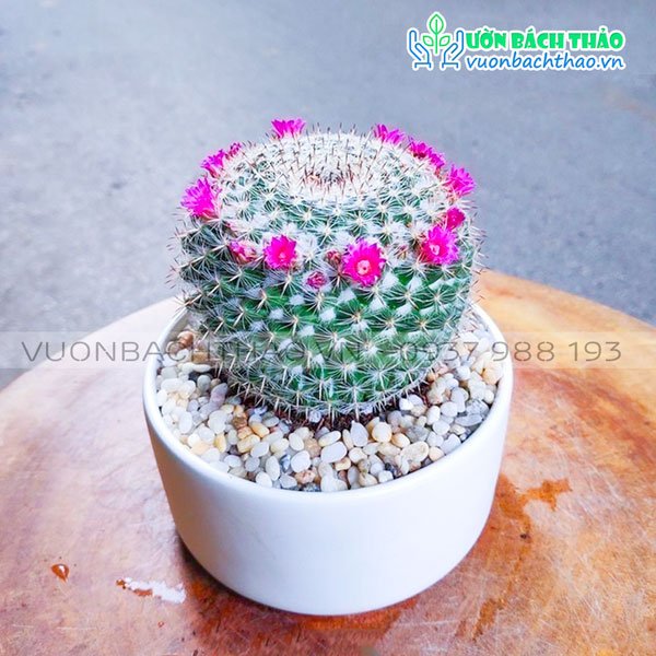 Cây Xương Rồng Bánh Sinh Nhật Để Bàn