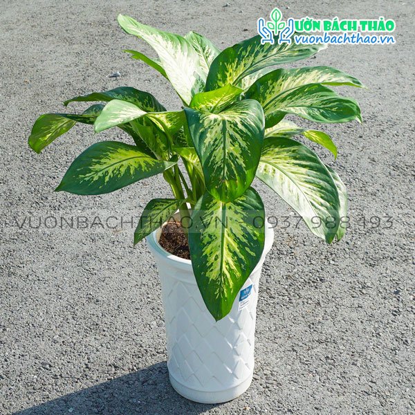 Cây Vạn Niên Thanh Chậu Đứng 2
