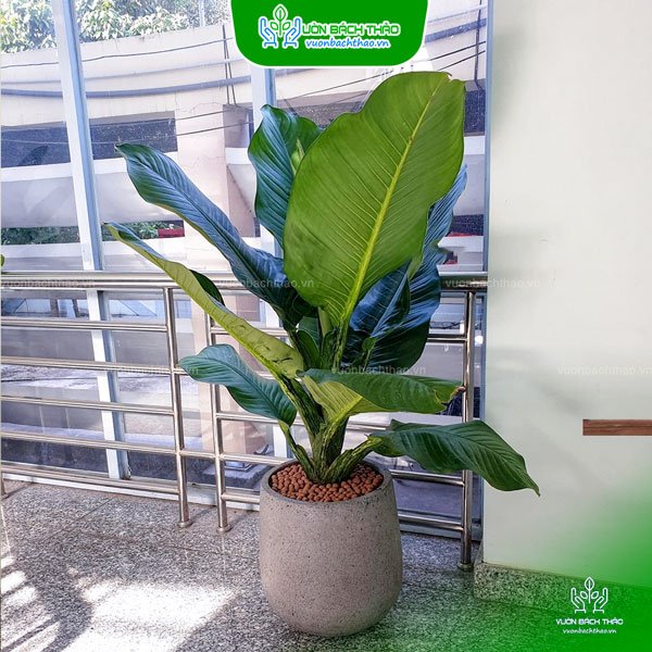 Cây Đại Phú Gia Chậu Đứng
