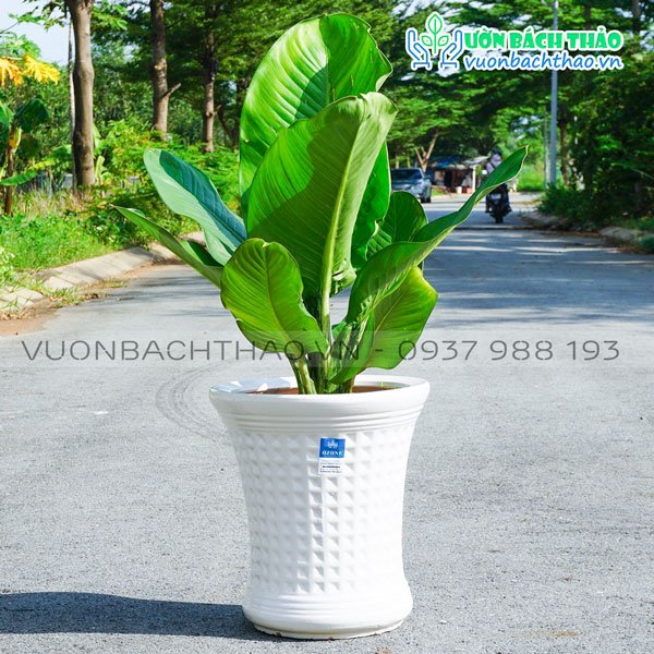 Cây Đại Phú Gia Chậu Đứng 2