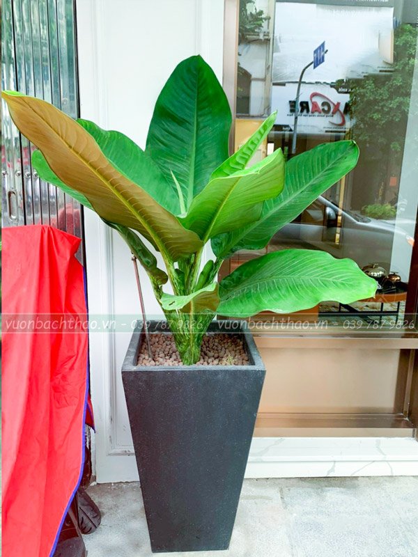 Cây Đại Phú Gia Chậu Đứng 3