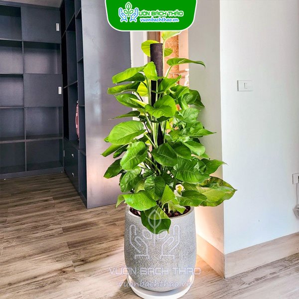 Cây Trầu Bà Leo Cột Chậu Đứng 2