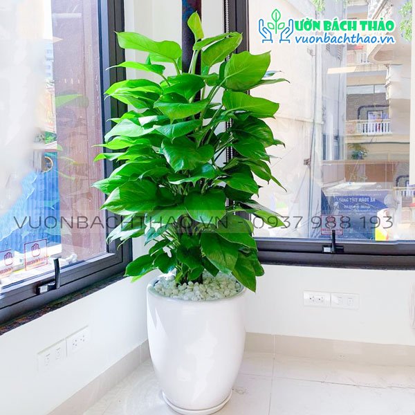 Cây Trầu Bà Leo Cột Chậu Đứng 3