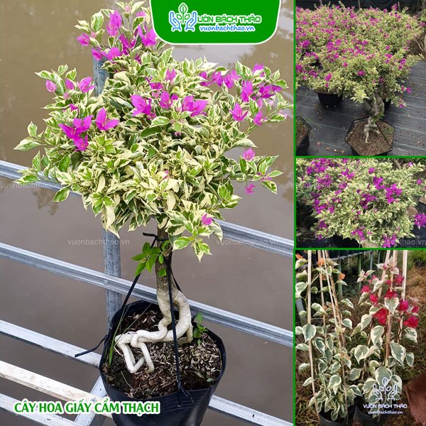Cây Bông Giấy Cẩm Thạch